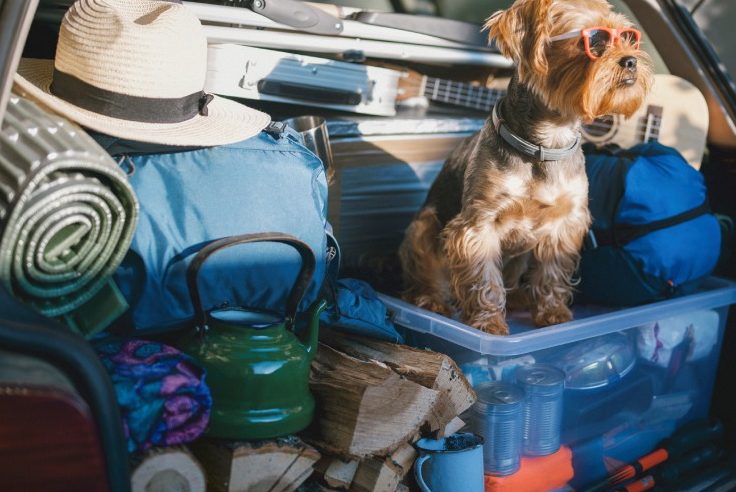 Pes sedí v kufri plnom vecí.